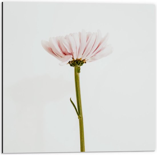 Dibond - Roze Bloem met Witte Achtergrond - 50x50cm Foto op Aluminium (Met Ophangsysteem)