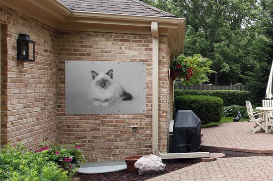 Affiche de jardin Paysage Chat Ragdoll - noir et blanc - 120x80 cm - Jardin