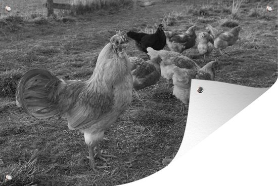 Tuindecoratie Haan tussen de kippen in het gras - zwart wit - 60x40 cm - Tuinposter - Tuindoek - Buitenposter