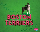 Tiny Dogs - Boston Terriers