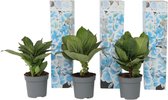 Plant in a Box - Hydrangea bicolor 'Bavaria' - Hortensias bicolores - Pot ⌀9 cm - Hauteur ↕ 20-30cm