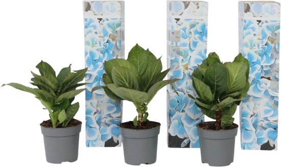 Plant in a Box - Hydrangea bicolor 'Bavaria' - 2-kleurige Hortensia's - Pot ⌀9cm - Hoogte ↕ 20-30cm