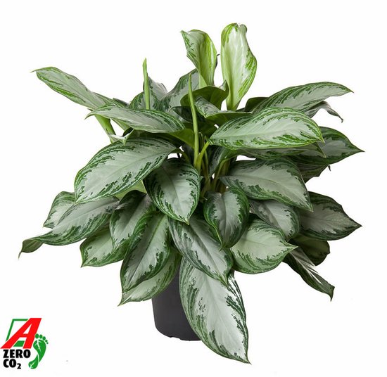 Aglaonema silver bay kopen