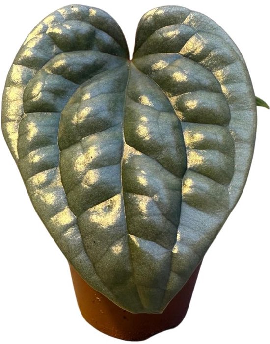 Anthurium Luxurians - Hoogte 20cm - Pot 6cm