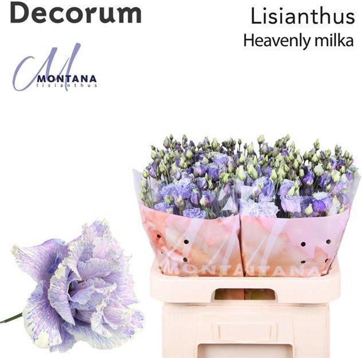 10x Eust. alissa heavenly milka du 70cm