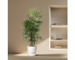 Rhapis Excelsa - 190 cm - ø34