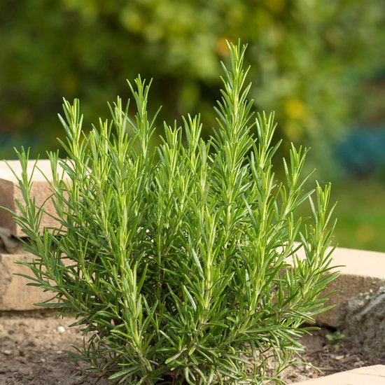 Rozemarijn Rosmarinus officinalis Kruidenplant