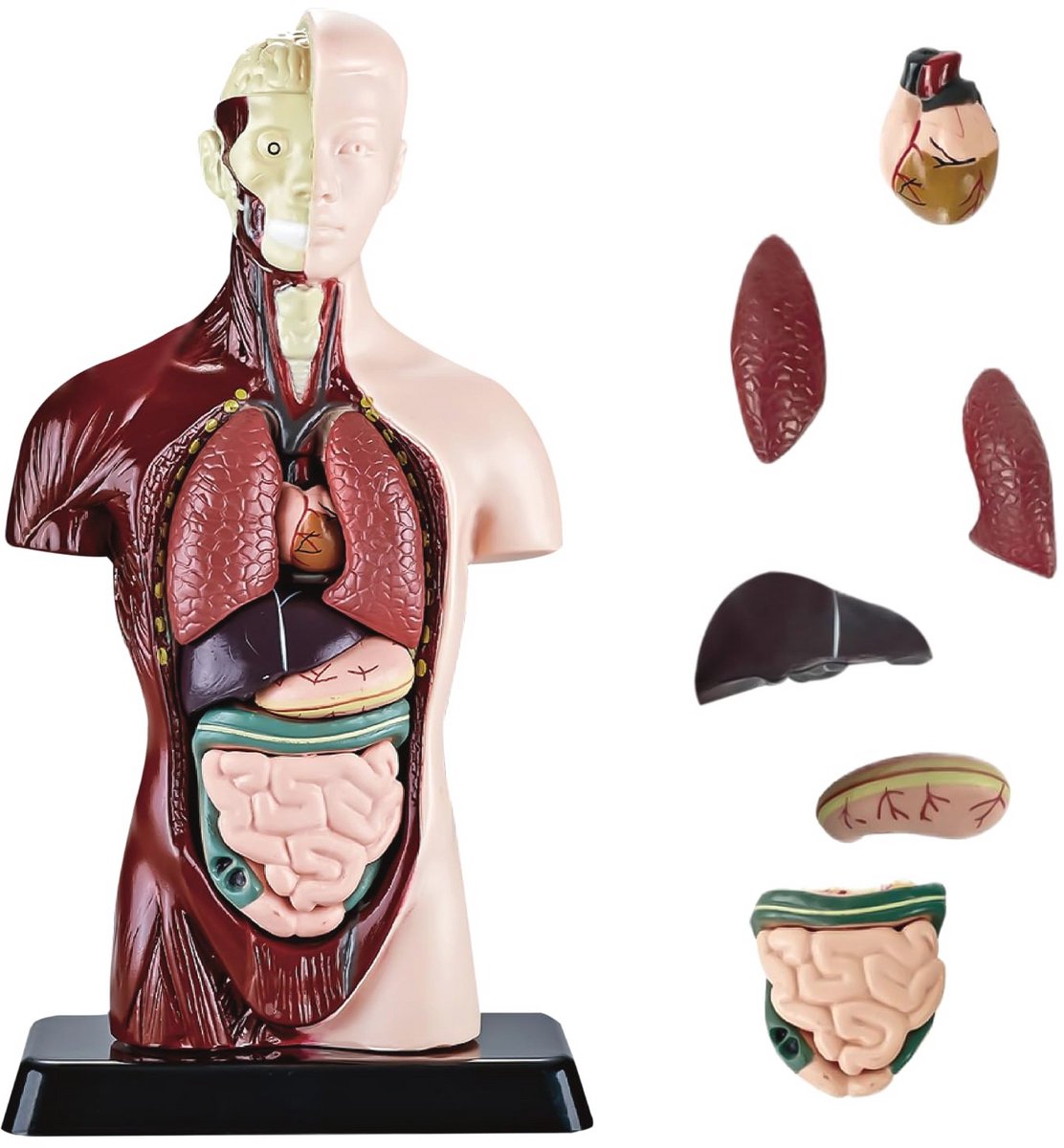 Anatomisch Model van Menselijk Torso - 8 Afneembare Onderdelen (24,5 cm) voor Medische Studenten, Artsen en Onderwijs