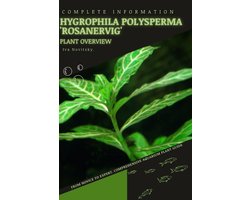Hygrophila polysperma 'Rosanervig'