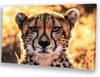 Guépard, marron, Blanc, doré, Orange, Noir, Hyperréalisme, Fermer