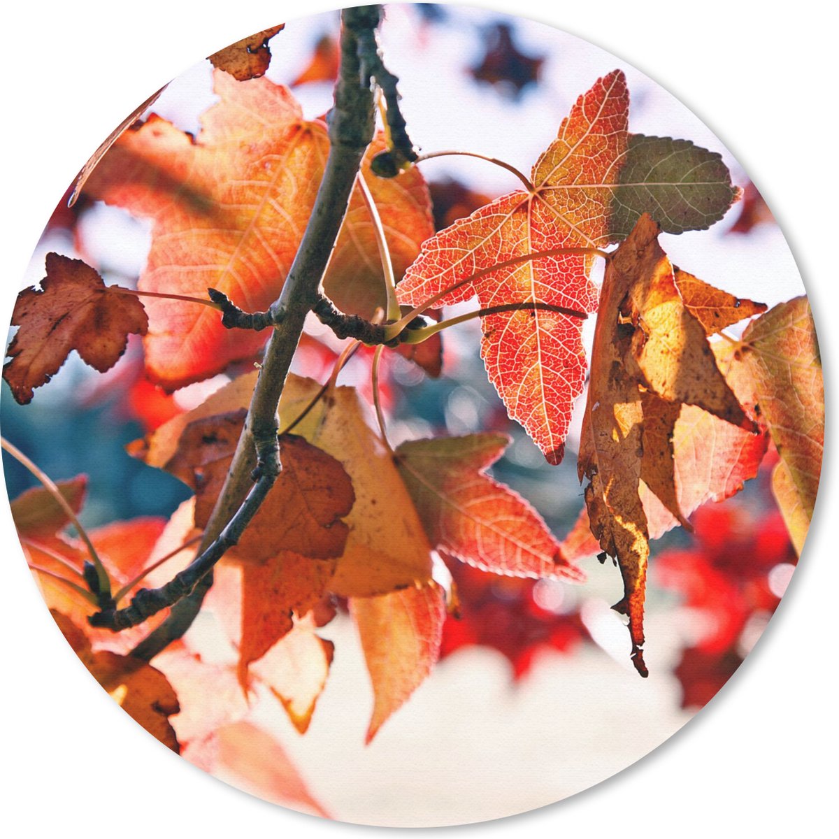 Muismat rond 50x50 cm - Mousepad Esdoorn - Bladeren - Landelijk - Herfst - Ronde muismatten