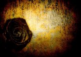 Fotobehang - Vlies Behang - Donkere Vintage Roos - 460 x 300 cm