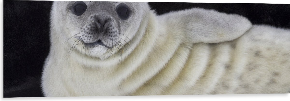 Dibond - Liggende Poserende Baby Zeehond - 120x40 cm Foto op Aluminium (Wanddecoratie van metaal)