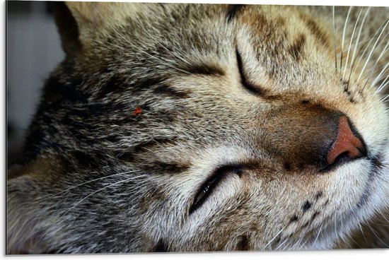Dibond - Gestreepte kat ligt op zijn zij en heeft zijn ogen gesloten - 75x50 cm Foto op Aluminium (Wanddecoratie van metaal)