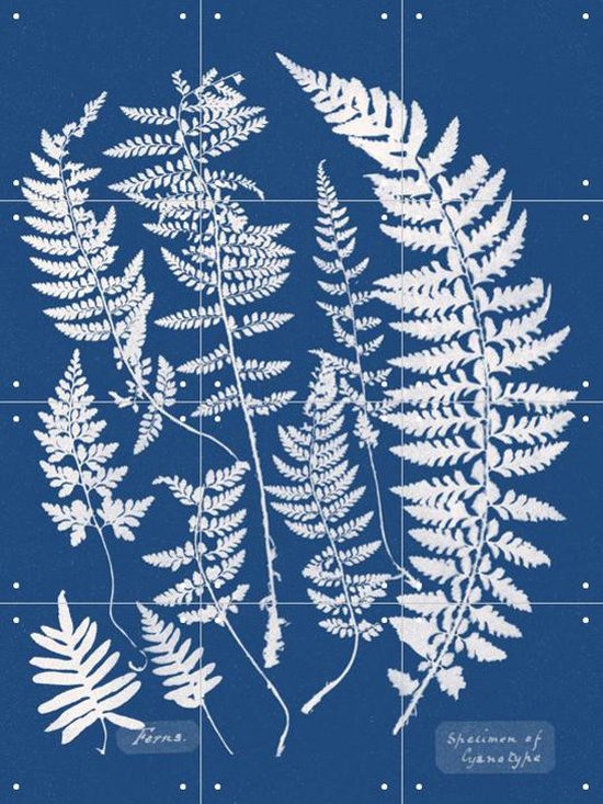 IXXI Spécimen de Cyanotype - Fougères - Décoration murale - Fleurs et Plantes - 60 x 80 cm