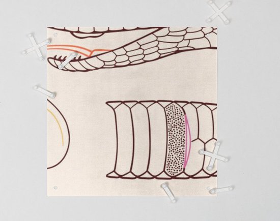 IXXI Serpent - Anatomie, Aster Edition - 100 x 140 cm - Gratis ophangtool - Grote wanddecoratie en posters - Technische Tekening, Illustraties, Line