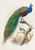 IXXI Peacock - Wanddecoratie - Dieren en insecten - 100 x 140 cm