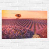 Muursticker - Oranje Gloed van de Zon over Rijen Lavendelbloemen - 90x60 cm Foto op Muursticker