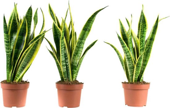 Choice of Green - Sansevieria trifasciata Laurentii - Vrouwentong - set van 3 stuks - Kamerplant in kwekers pot ⌀12 cm - Hoogte ↕30 cm
