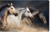 Schilderijkoning - Canvas Schilderij Drie Paarden In Galop - 40 x 30 cm
