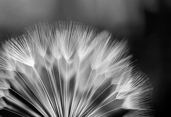 Gedetailleerde close-up van de zaden van een zwart-wit paardenbloem.