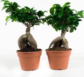 Bonsai van Botanicly – 2 × Chinese vijg – Hoogte: 40 cm – Ficus Gin Seng
