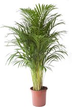 Kamerplant van Botanicly – Goudpalm – Hoogte: 110 cm – Areca dypsis lutescens