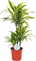 Dracaena Lemon Lime - Drakenbloedboom Ø21cm 65cm - Verse Kamerplant, Direct van de Nederlandse Kweker