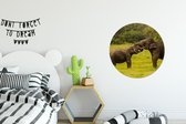 WallCircle - Wandcirkel - Muurcirkel - Olifant - Gras - Dieren - Groen - Aluminium - Dibond - ⌀ 60 cm - Binnen en Buiten