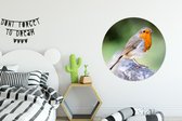 Cercle Mural - Cercle Mural - Robin - Branche - Bois - Aluminium - Dibond - ⌀ 90 cm - Intérieur et Extérieur