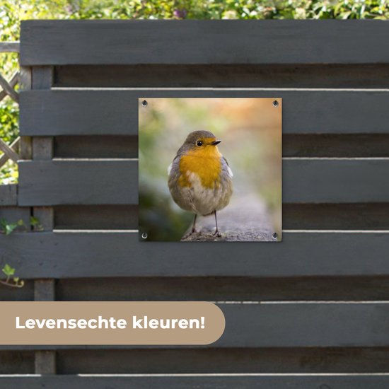 Tuinposter vogels - Roodborstje - Portret - Natuur - Tak - Tuindecoratie - Schuttingdoek - Schutting decoratie - Tuin - Tuinschilderij voor buiten - 50x50 cm - Tuindoek - Tuinposters buiten