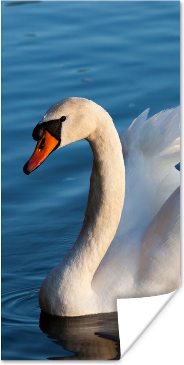 Poster Zwaan - Water - Vogel - Wit - 75x150 cm