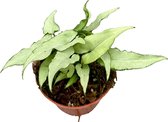 Groene plant – Gatenplant (Syngonium Ngern Lai Ma) – Hoogte: 15 cm – van Botanicly