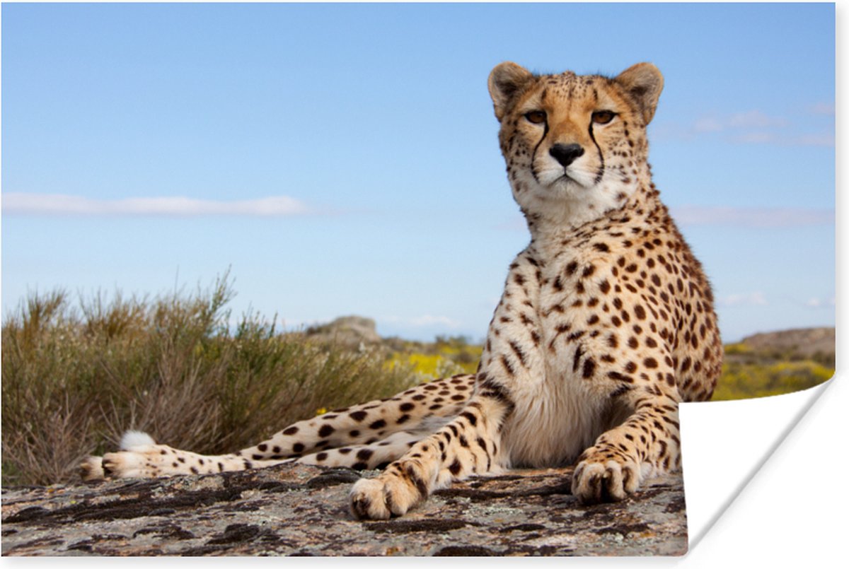 Poster Luipaard - Dieren - Natuur - 60x40 cm
