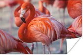 PosterMonkey - Poster - Flamingo - Vogel - Dieren - Roze - Fotolijst - 60x40 cm - Poster flamingo - Posterlijst - Frame poster - Poster dieren - Woonkamer