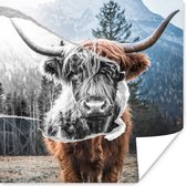 Affiche Animaux - Highlander écossais - Taureau - 30x30 cm