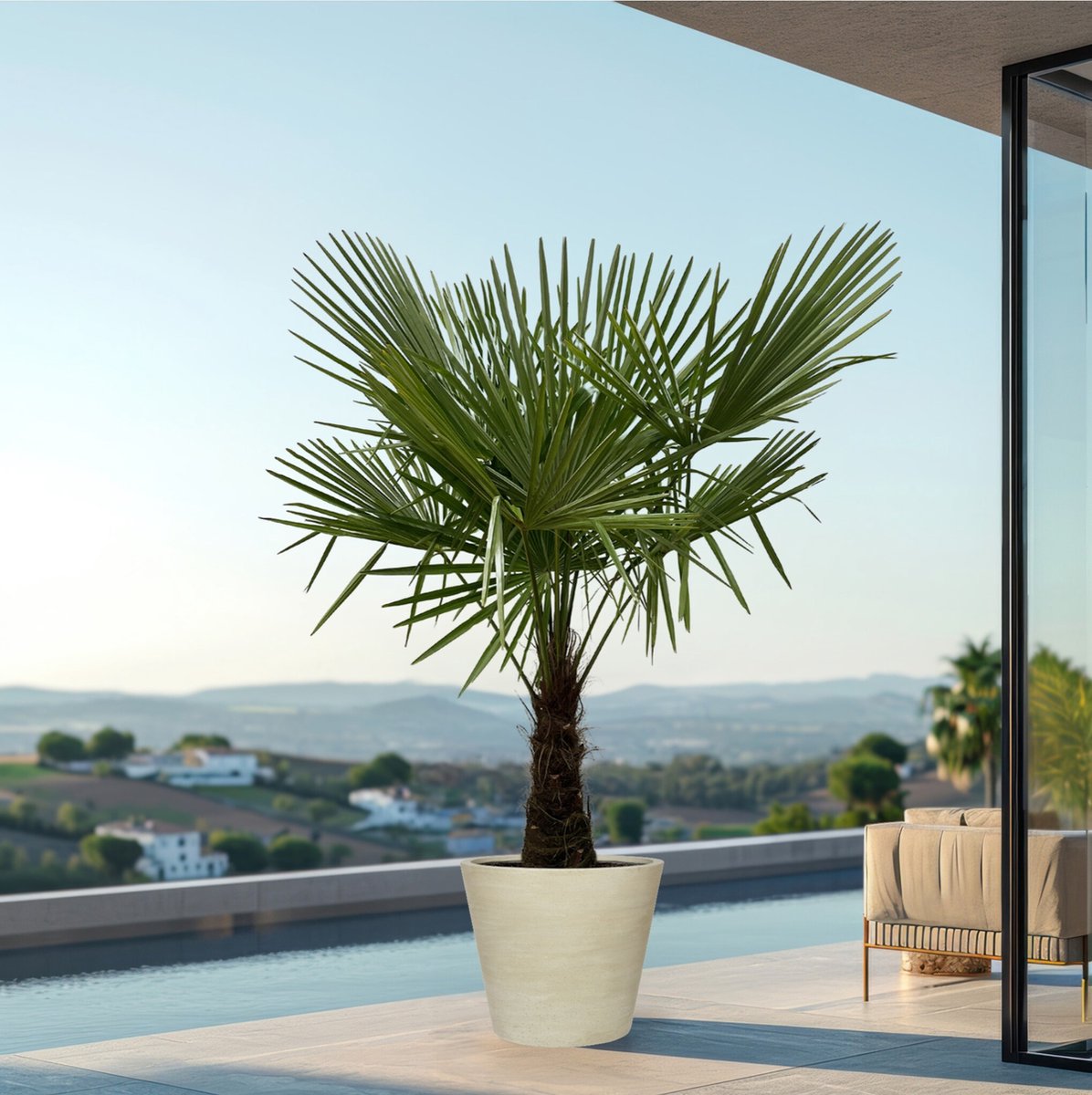Trachycarpus - ↨160cm- Ø30