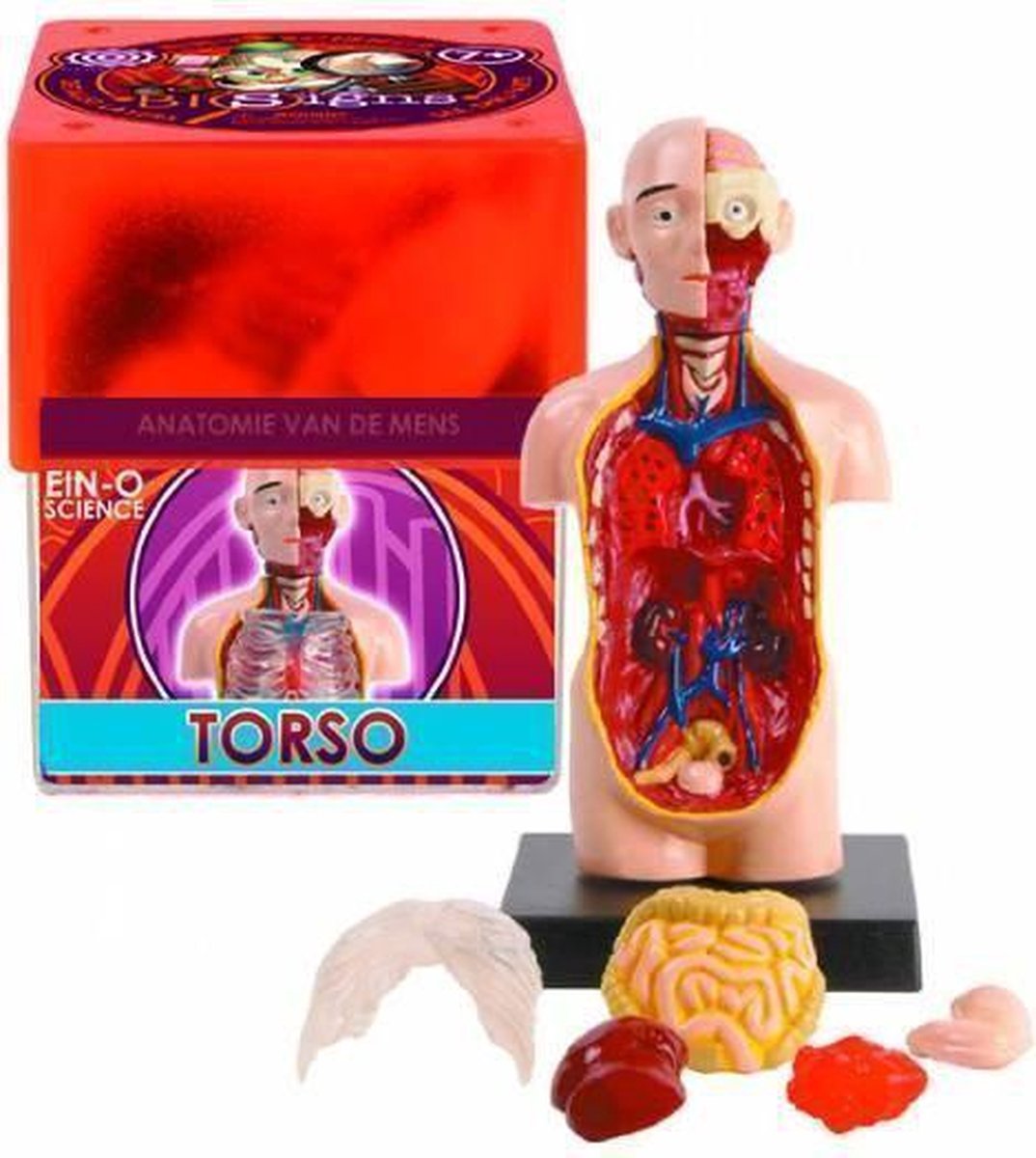 Ein-O anatomie van de mens Torso met hoofd | bol.com