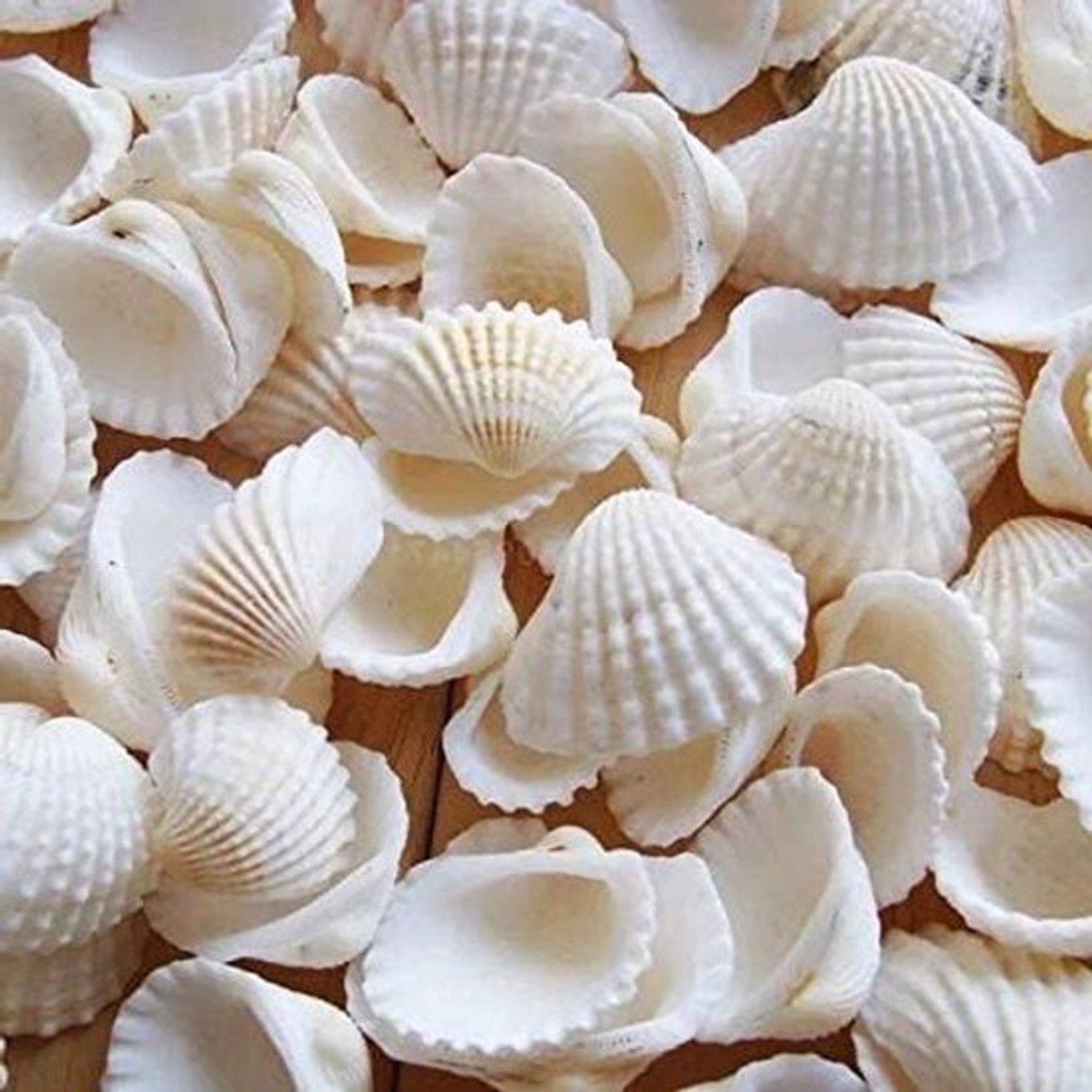 Natuurlijke schelpen wit 100 stuks 280 g diepzee schelpen kokosnootschalen doe-het-zelf knutseldecoratie vazenvullers.