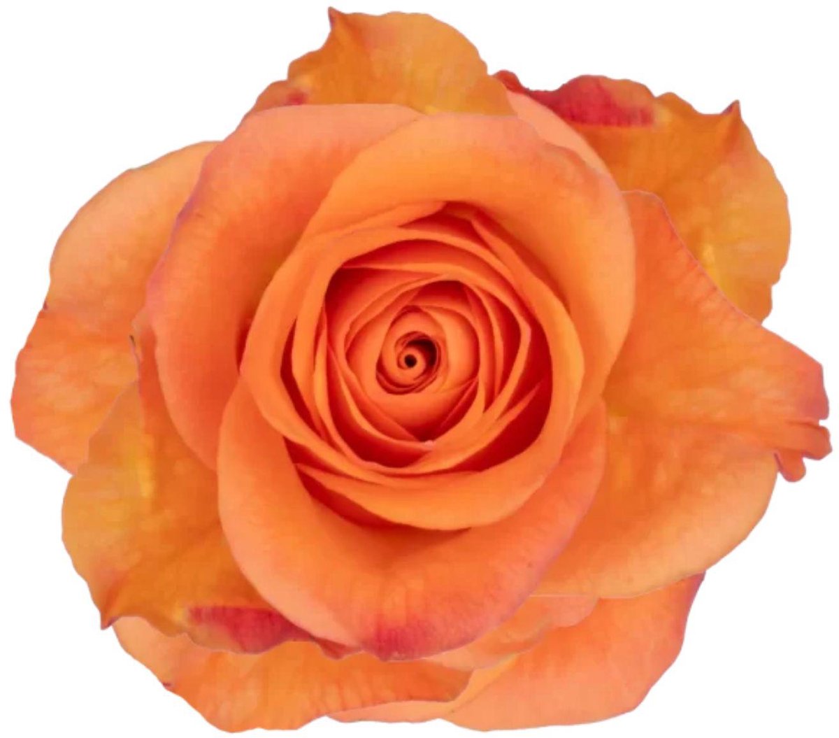 10x Rosa joy 50cm