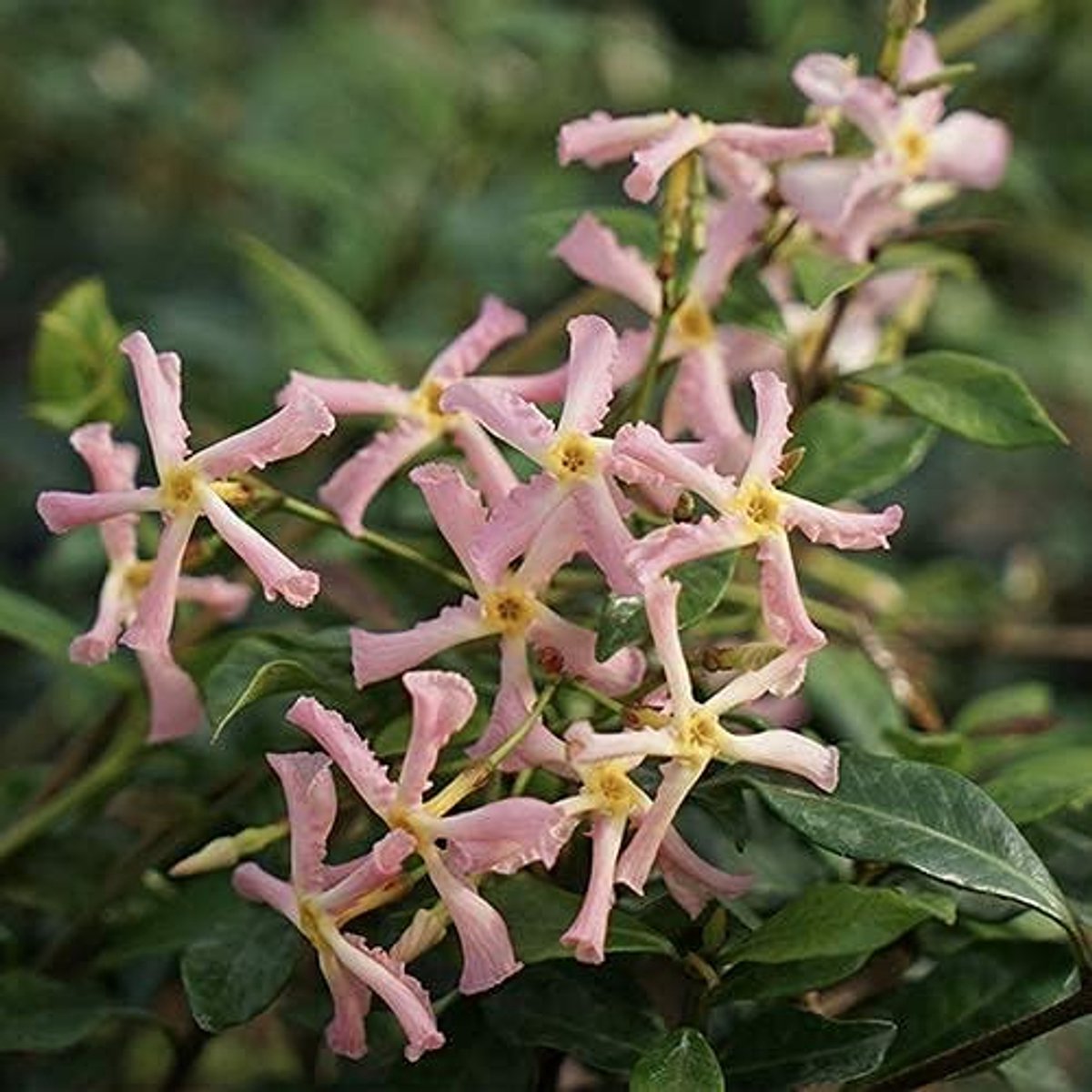 Toscaanse Jasmijn - Sterjasmijn - Star of Sicily/Pink Showers/Pink Air (Groenblijvend/Wintergroen) - Abrikoos Roze bloeiende Klimplant, Geurend & Winterhard | 1,5 liter pot