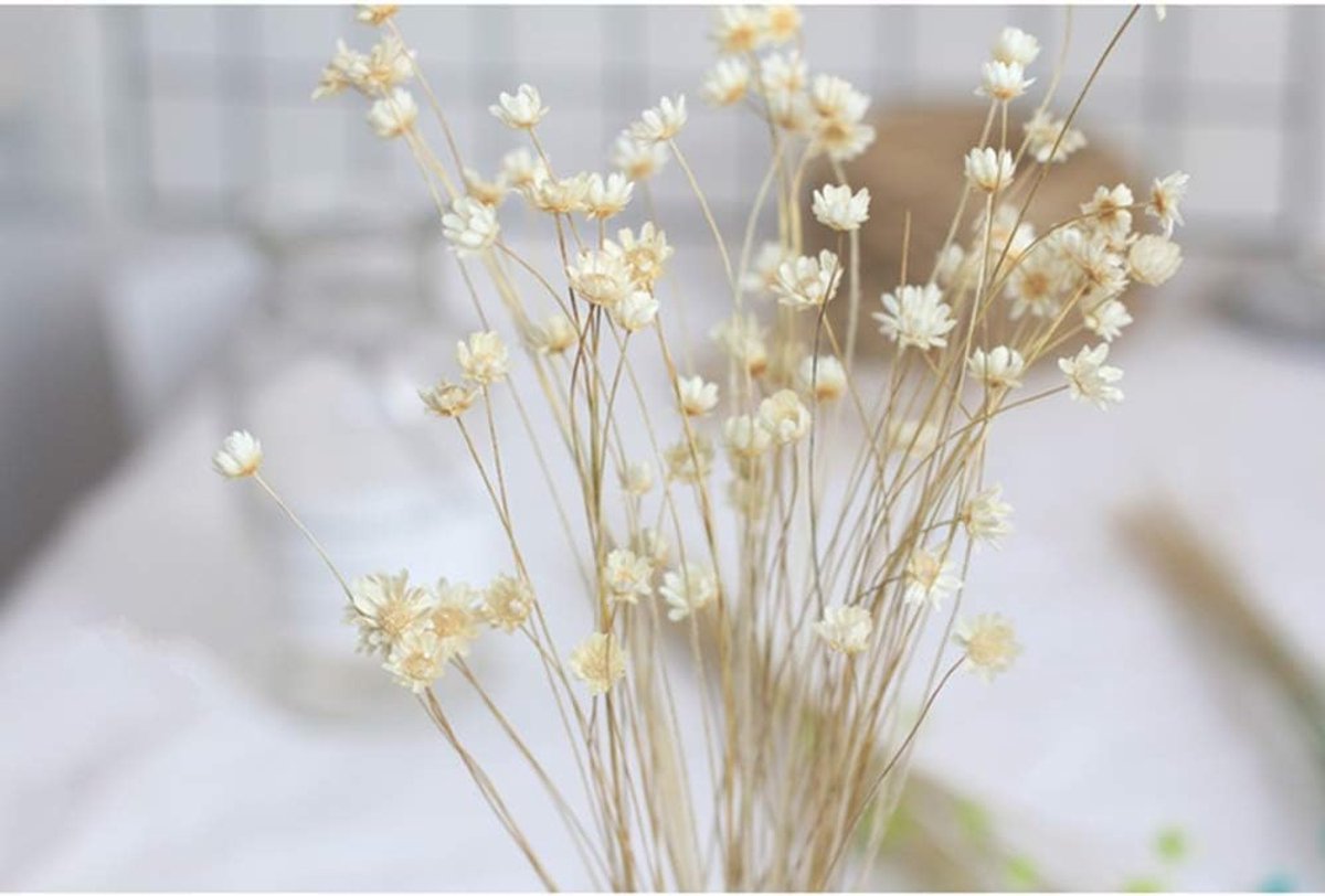 SnelShoppen - 150 Stems Mini Daisy Chamomile Bouquet - Natuurlijke Droogbloemen voor Bruiloft, DIY Decoratie - Wit, 5 Bundels, Milieuvriendelijk