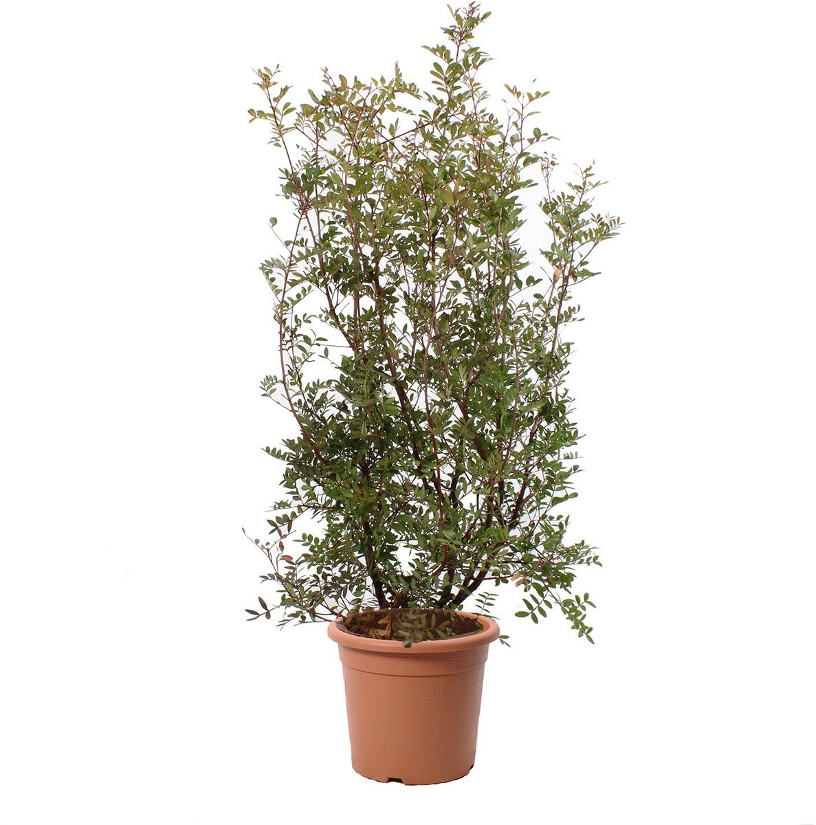 Elzusha - Pistacia Lentiscus - Mastiekboom - 80-100 cm - Pot Ø 24 cm