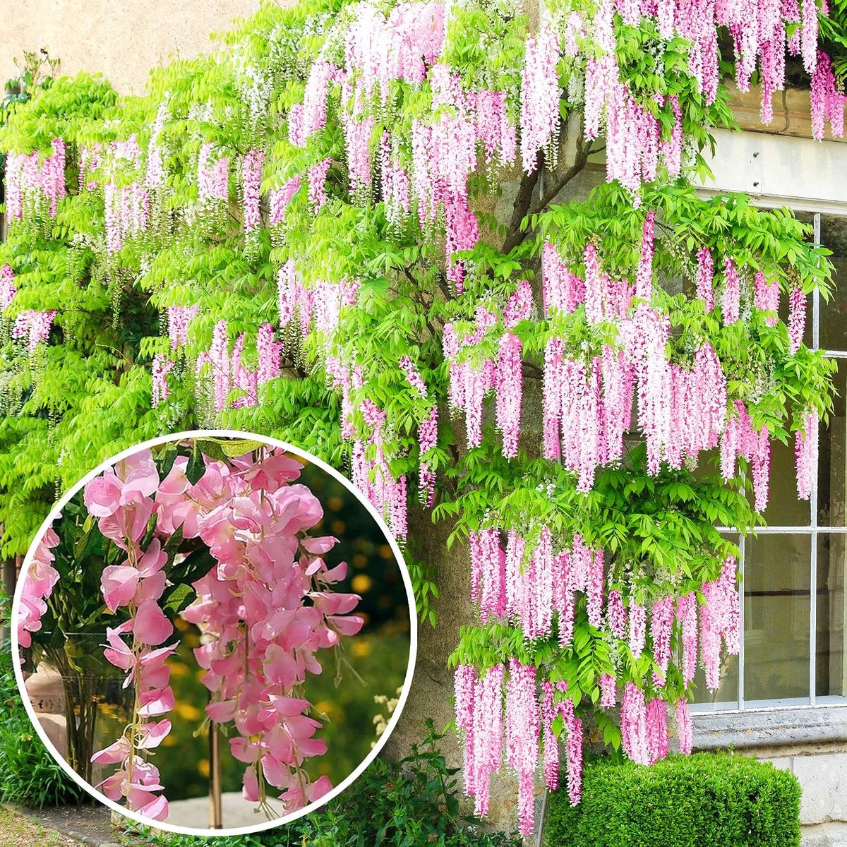Dream blauwerij Rosea - roze bloeiende Wisteria plant - blauwe regen klimplant winterhard en groenblijvend - snelgroeiende klimplanten - tuin- en balkonplant (60-80 cm incl. pot)