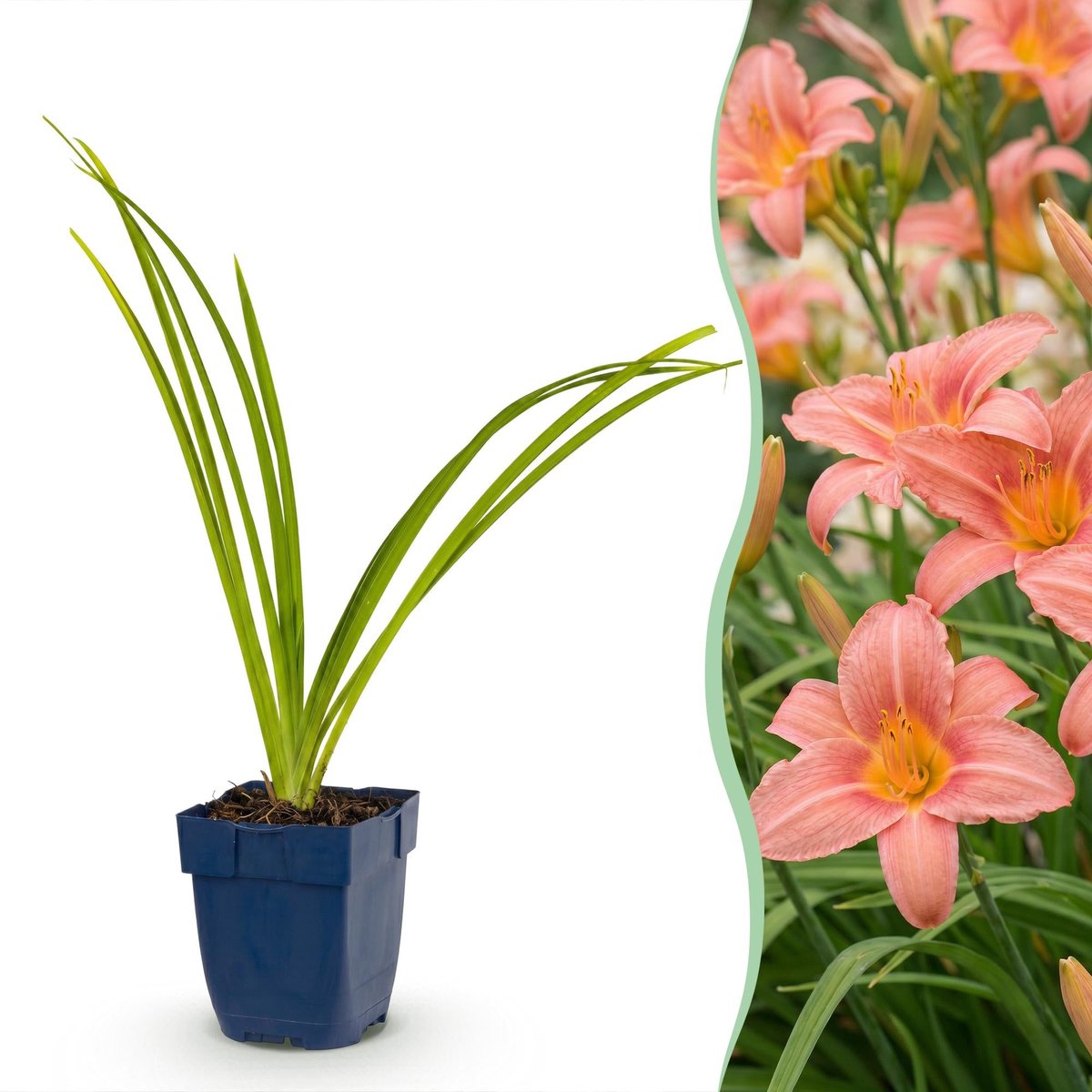 Vasteplant - Hemerocallis Pink Damask - Daglelie - Bijen en Vlinderlokkers - Roze - 3 Planten - Pot 11cm - Hoogte 15-25cm