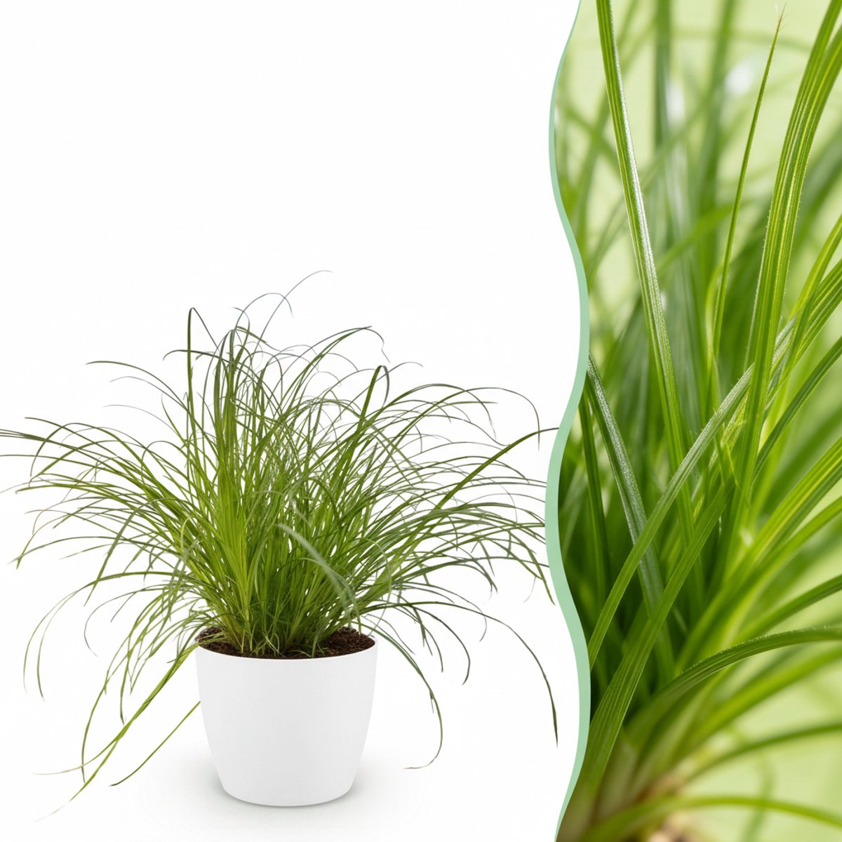 Kamerplant - Cyperus alternifolius Zumula - Kattengras - Huisdiervriendelijke Plant - Groen - 1 Plant - met Potter Wit - Pot 12cm - Hoogte 20cm