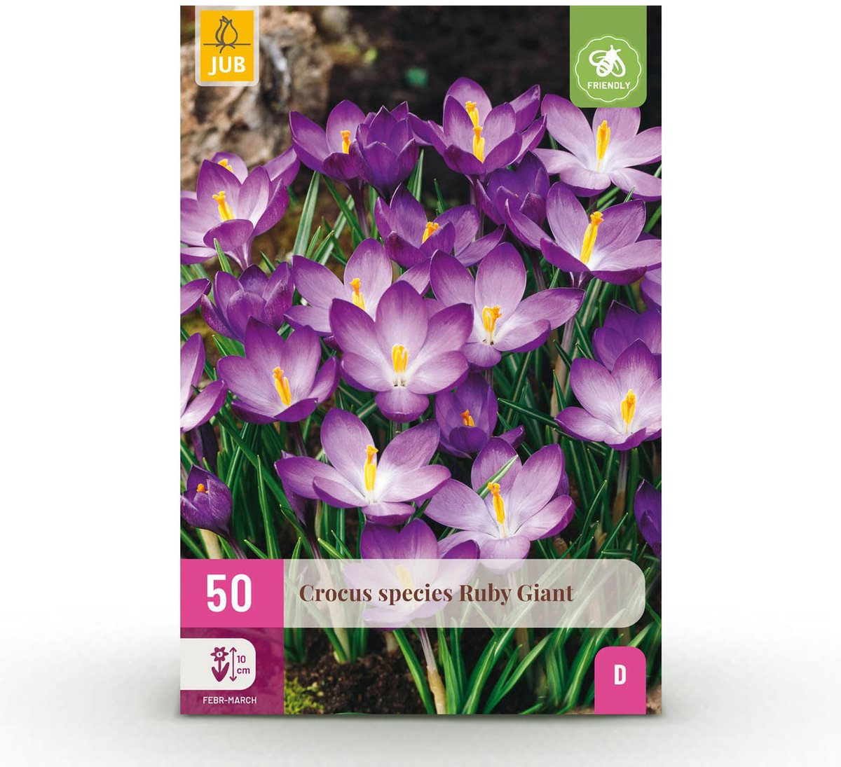Bloembollen - Crocus Ruby Giant - Kleur Paars - 50 stuks - Bolmaat 5/6 - XXL Pack