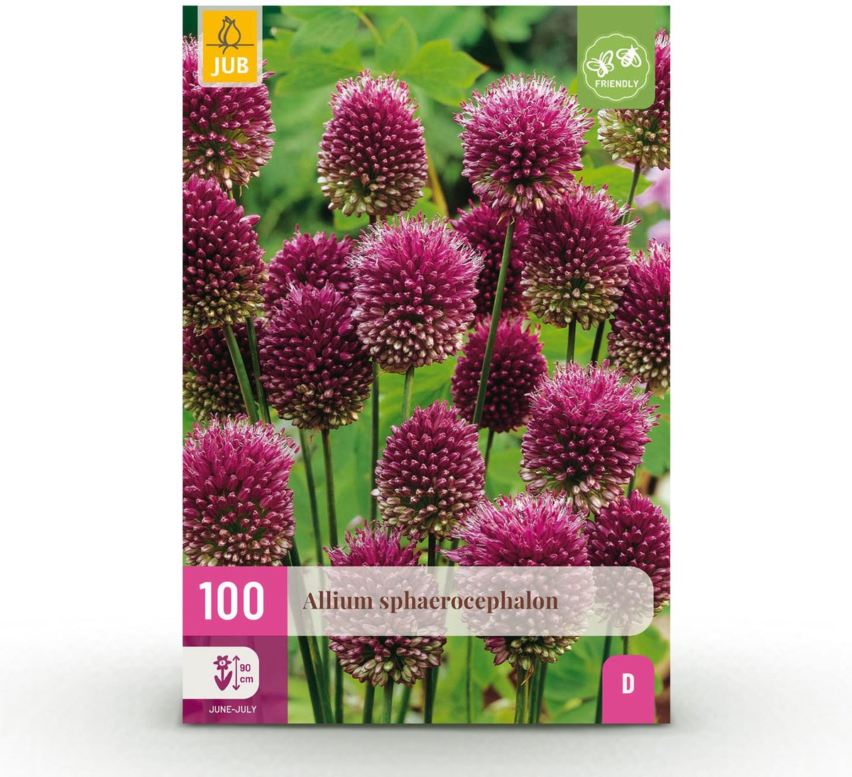 Bloembollen - Allium Sphaerocephalon - Kleur Paars - 100 stuks - Bolmaat 5/6 - XXL Pack