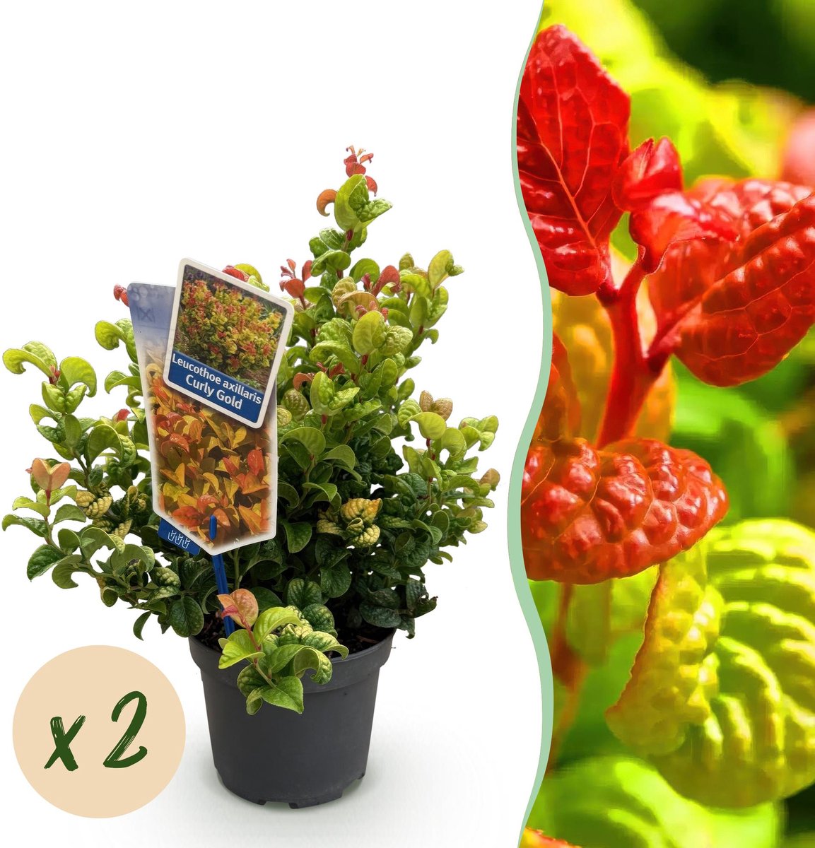 Tuinplant - Leucothoe Curly Gold - Geel - 2 Planten - Groenblijvend - Weinig Onderhoud - Pot 17cm Hoogte 40cm