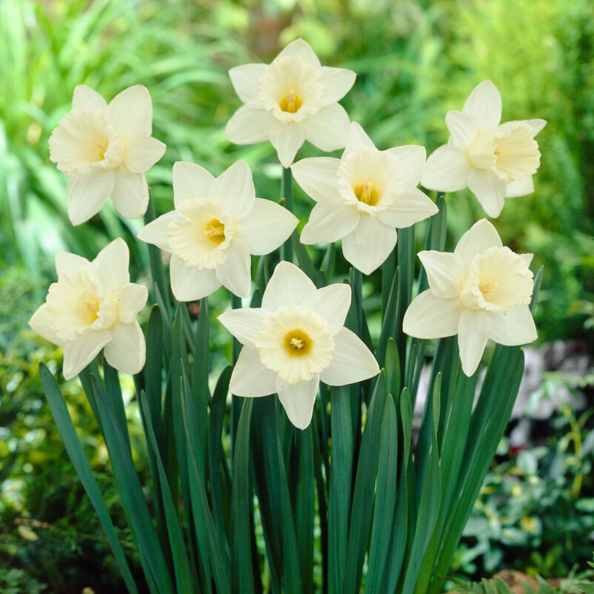 Narcis (Narcissus) - Mount Hood - sus - Snijbloemen - Voorjaarsbollen - bloeit in Maart / April / Mei